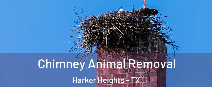 Chimney Animal Removal Harker Heights - TX