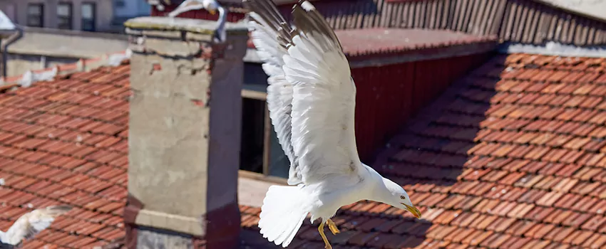 Residential Chimney Animal Removal Solution in Harker Heights, TX